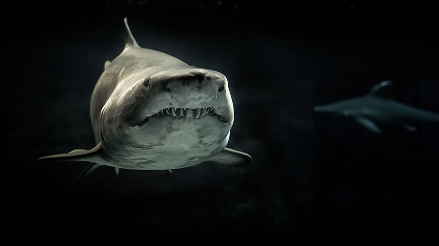 how to pitch on shark tank