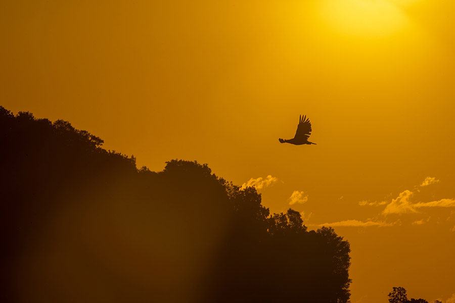 will it fly
