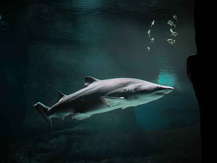 shark tank pitch secrets