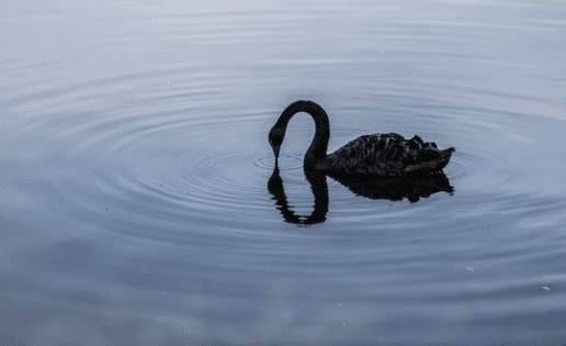 The Black Swan: The Impact of the Highly Improbable